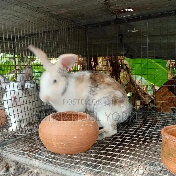 Ansong Farms · Photo 1