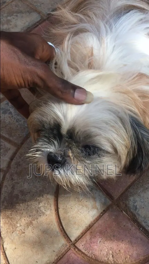 6-12 months Male Purebred Shih Tzu · Photo 1