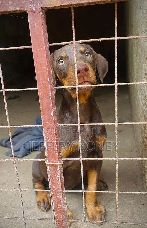 1-3 months Male Purebred Doberman Pinscher · Photo 1