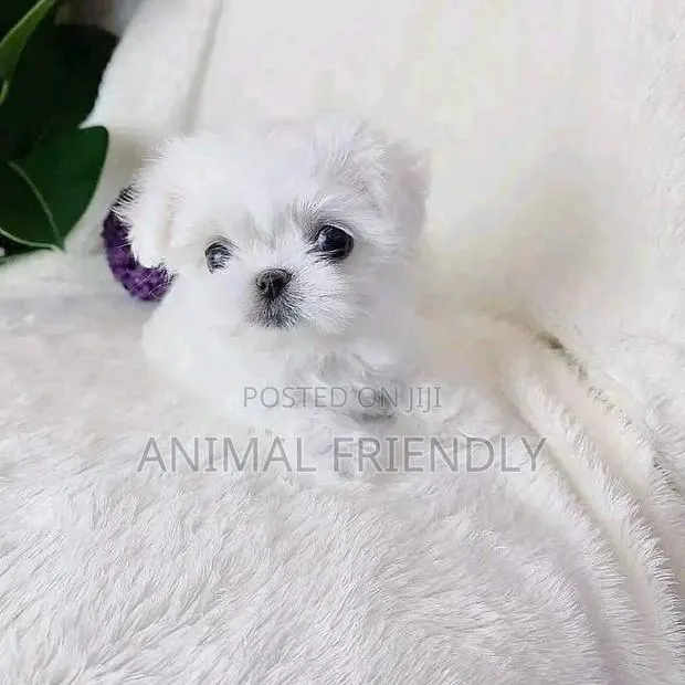 1-3 months Female Purebred Lhasa Apso · Photo 1