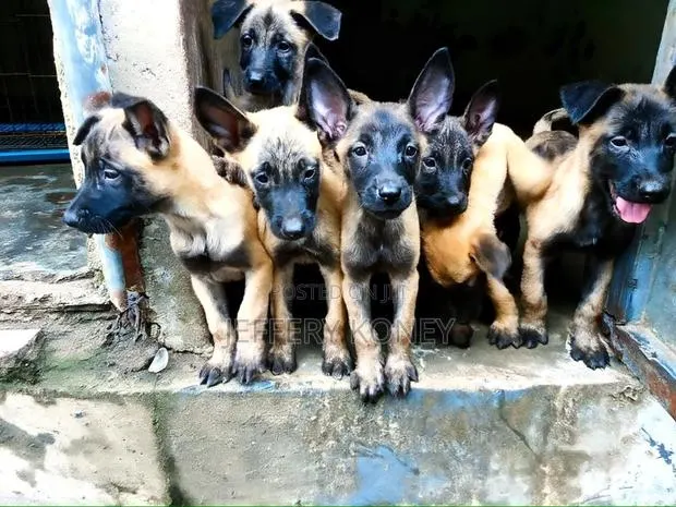 1-3 months Male Purebred Belgian Malinois · Photo 1