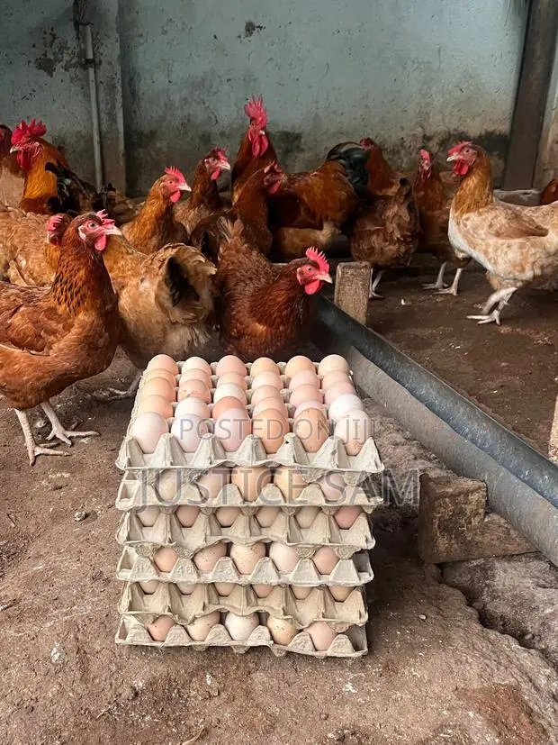 Fertiled Sasso Eggs · Photo 1