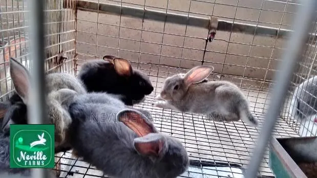 Pet Rabbits Just for You · Photo 1