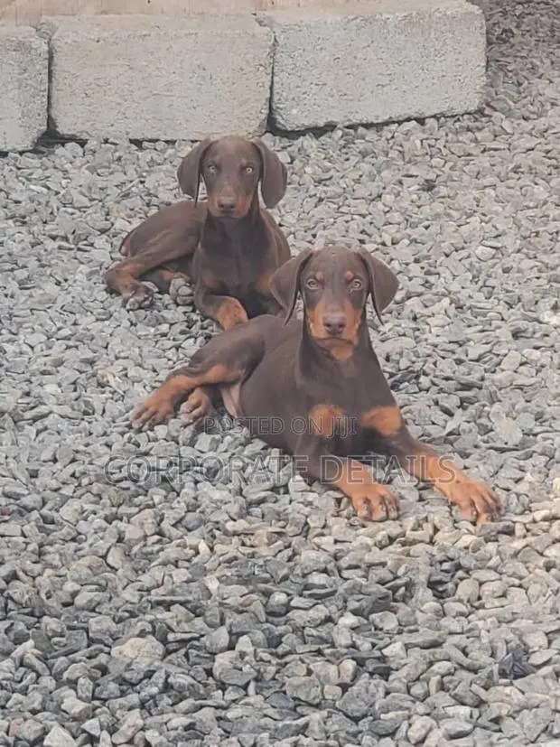 1-3 months Male Purebred Doberman Pinscher · Photo 1