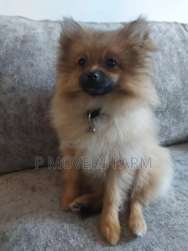 1-3 months Female Purebred Pomeranian · Photo 1