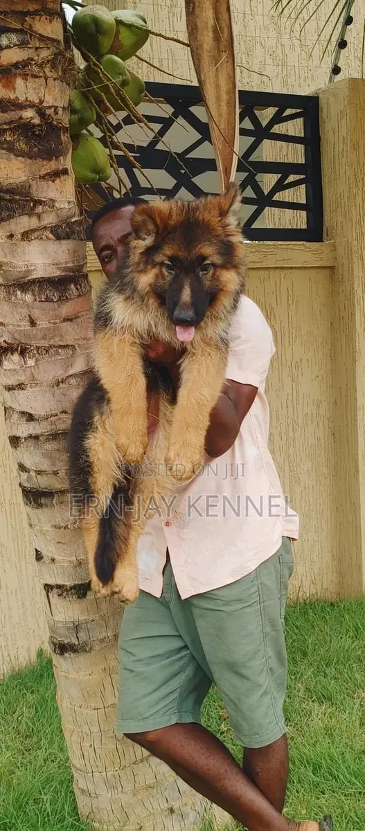 3-6 months Male Purebred German Shepherd · Photo 1