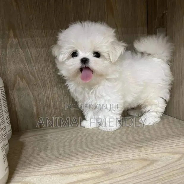 1-3 months Female Purebred Poodle · Photo 1