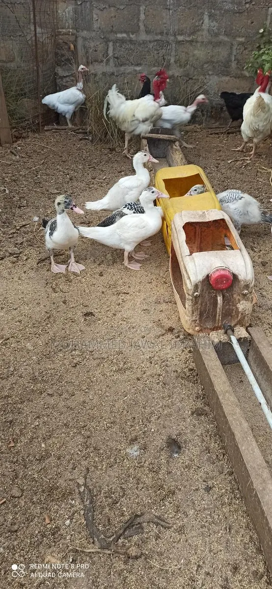4 Months Duck · Photo 1