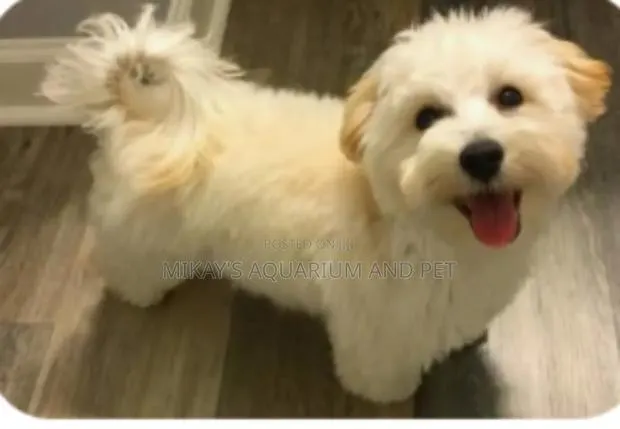 Maltese Poodle Dogs · Photo 1
