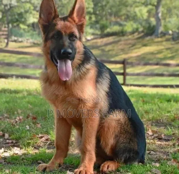 1-3 months Male Purebred German Shepherd · Photo 1