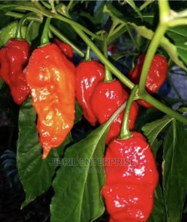 Ghost Pepper · Photo 1