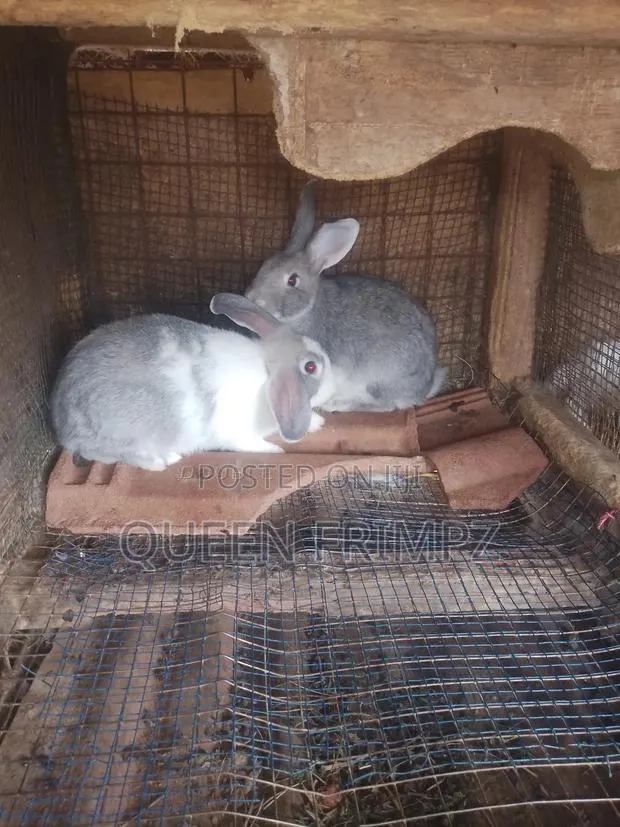 Ready to Crossed Rabbits · Photo 2