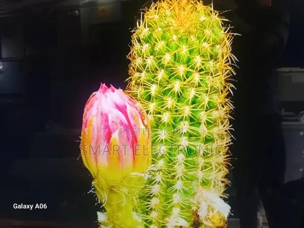 Asano 50-Inch Ultra Hd Smart Tv – Stunning Visual Clarity · Photo 1
