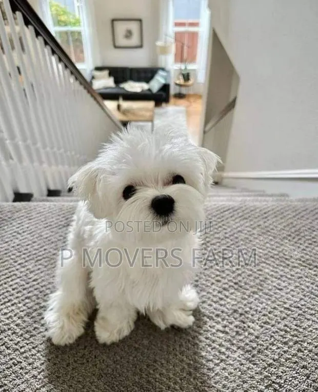 1-3 months Male Purebred Poodle · Photo 1