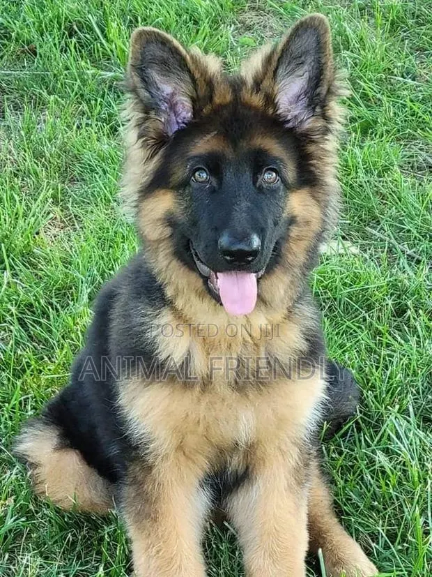 1-3 months Female Purebred German Shepherd