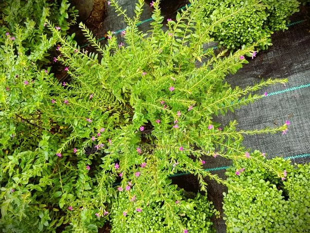 Cuphea Hyssopifolia Flower for Sale · Photo 5