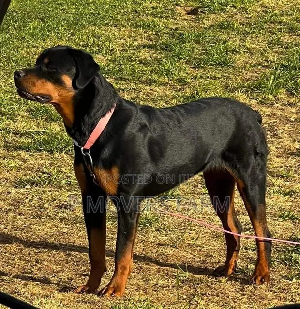 1-3 months Female Purebred Rottweiler · Photo 1