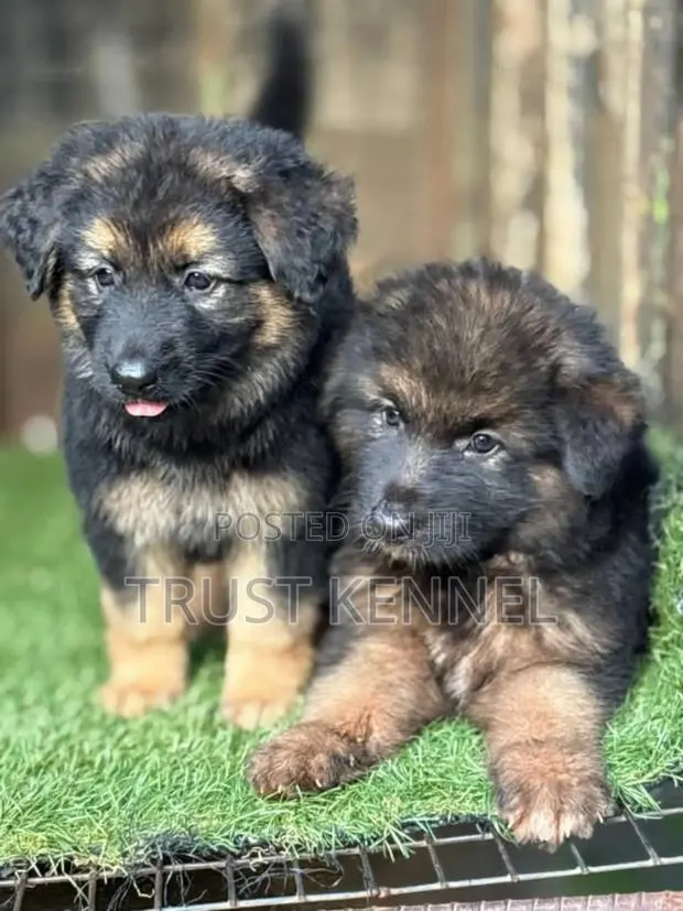 1-3 months Male Purebred German Shepherd · Photo 1