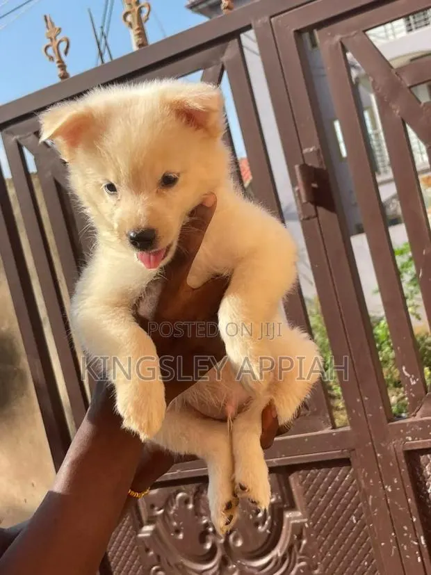1-3 months Male Purebred American Eskimo · Photo 1