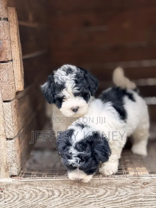 1-3 months Male Purebred Poodle · Photo 1
