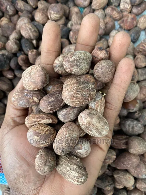 Fresh Shea Nuts · Photo 1