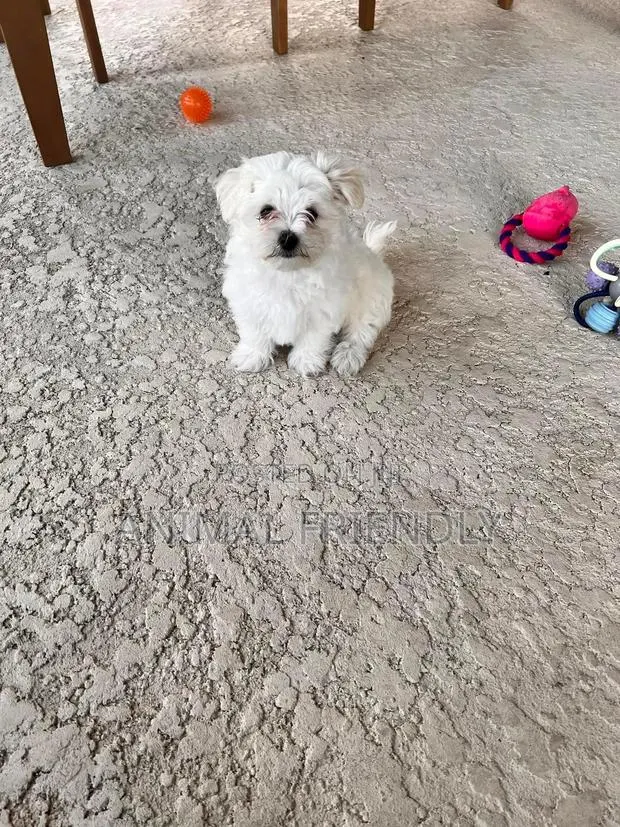 3-6 months Female Purebred Poodle · Photo 1