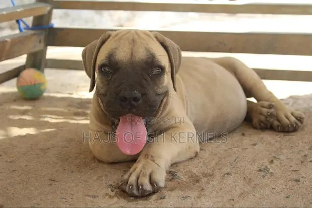 1-3 months Female Purebred Boerboel · Photo 1