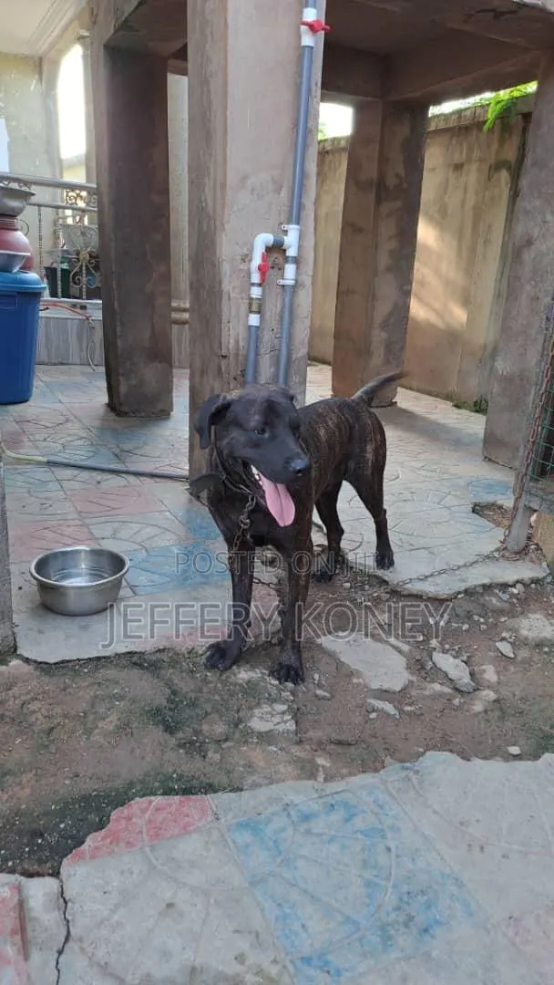 1+ year Male Purebred Boerboel · Photo 1