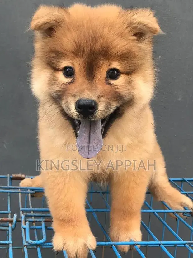 1-3 months Male Purebred Chow Chow · Photo 1