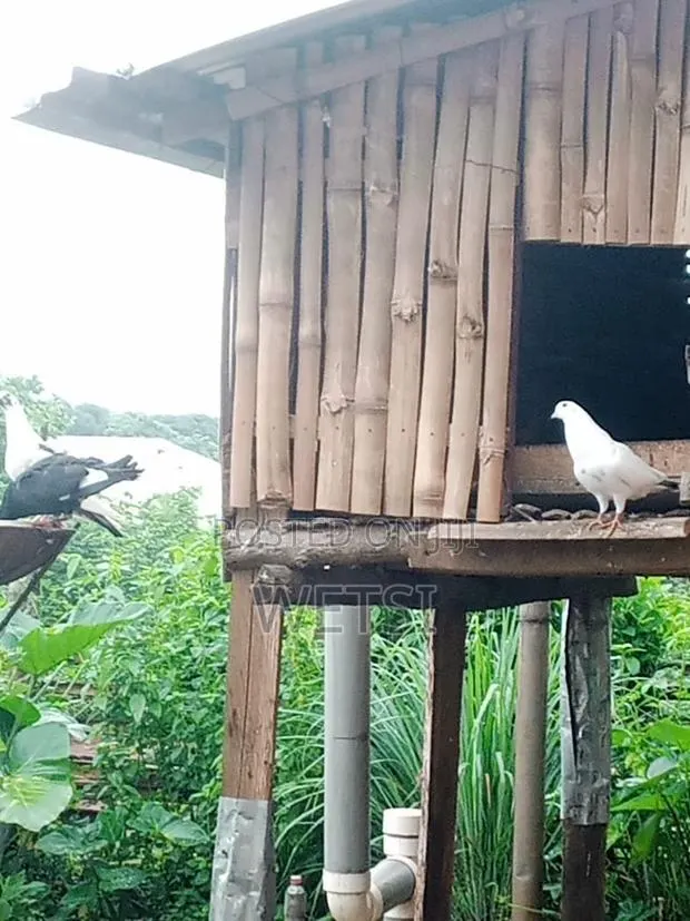 Pigeon/Dove · Photo 2
