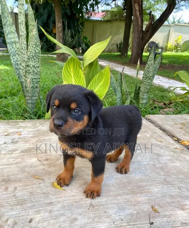 1-3 months Female Purebred Rottweiler · Photo 1