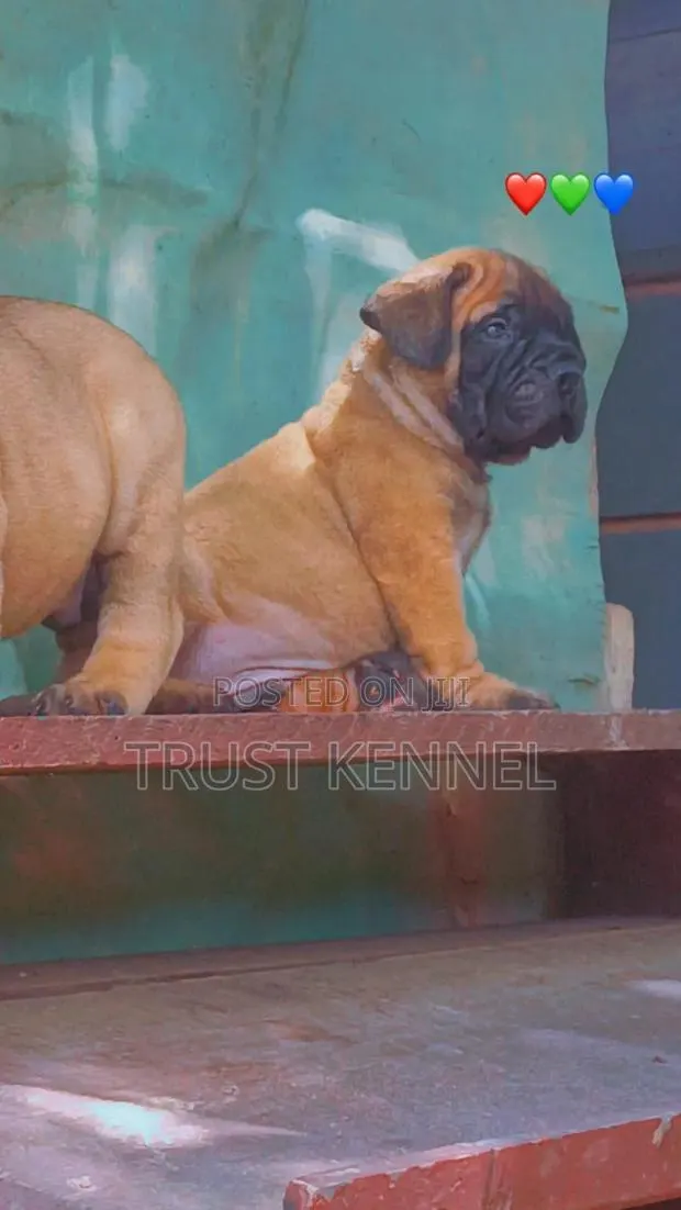 1-3 months Male Purebred Bullmastiff · Photo 1