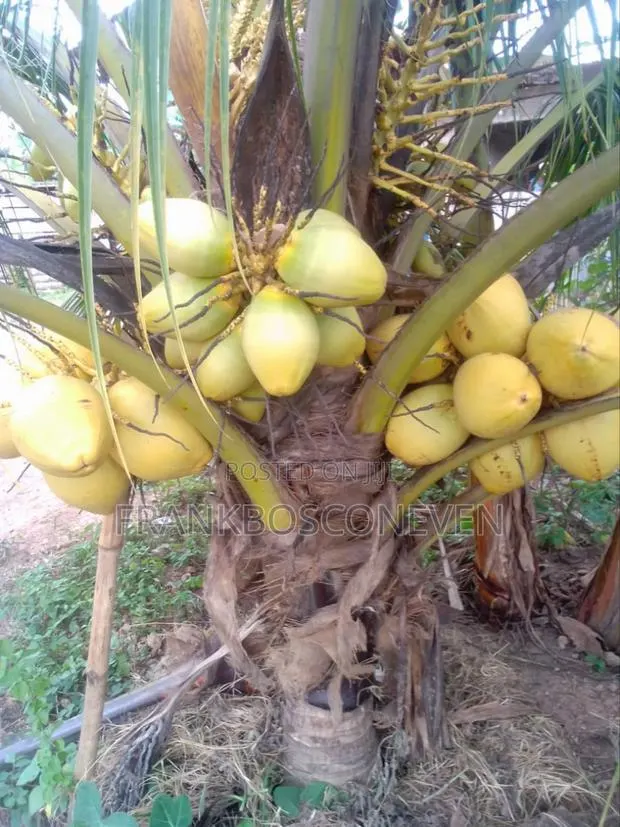 Dwarf Coconut Nursery · Photo 1