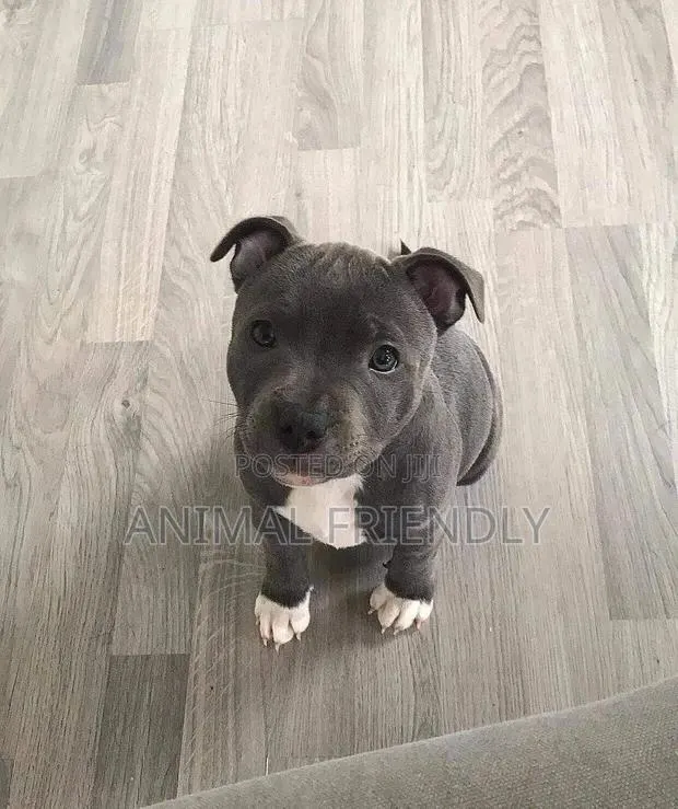 1-3 months Male Purebred American Pit Bull Terrier · Photo 1