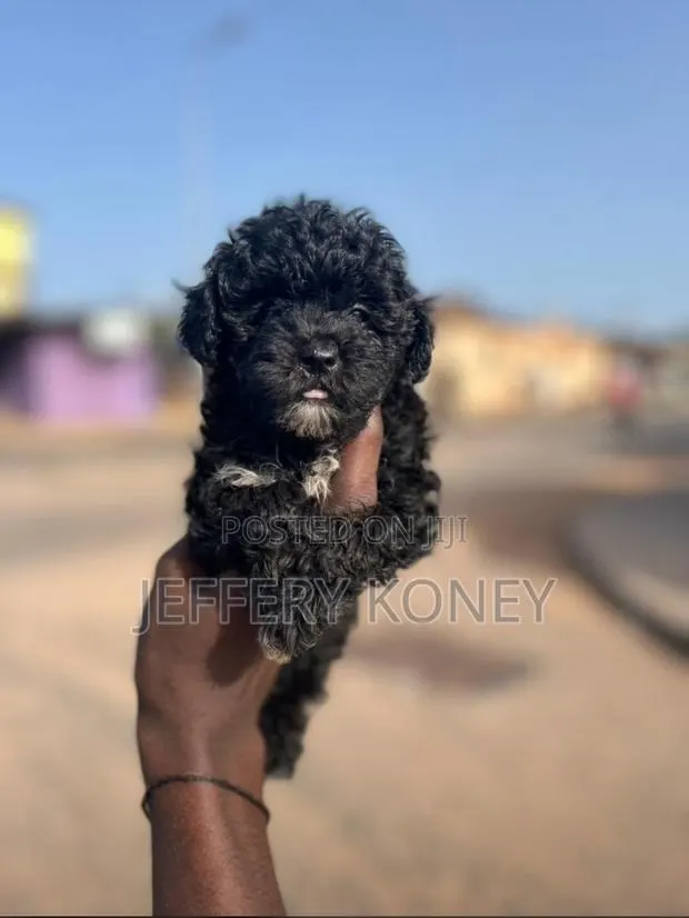 1-3 months Female Purebred Poodle · Photo 1