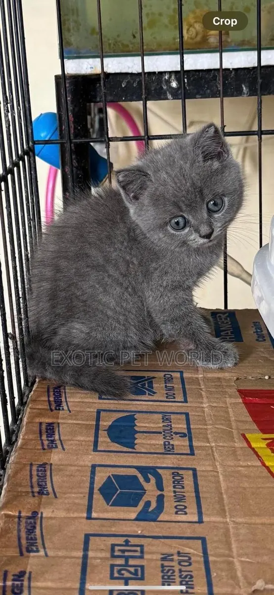 1-3 months Male Purebred British Shorthair · Photo 1