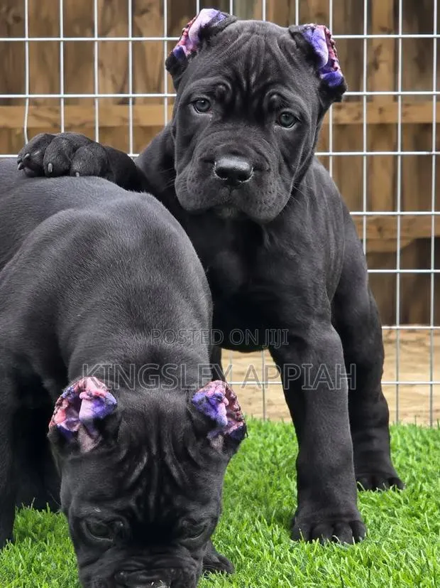 1-3 months Male Purebred Cane Corso · Photo 1