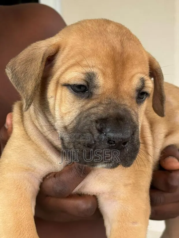 1-3 months Male Purebred Boerboel · Photo 3