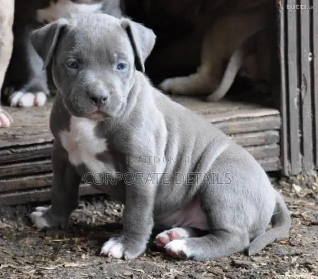 1-3 months Male Purebred American Pit Bull Terrier · Photo 1
