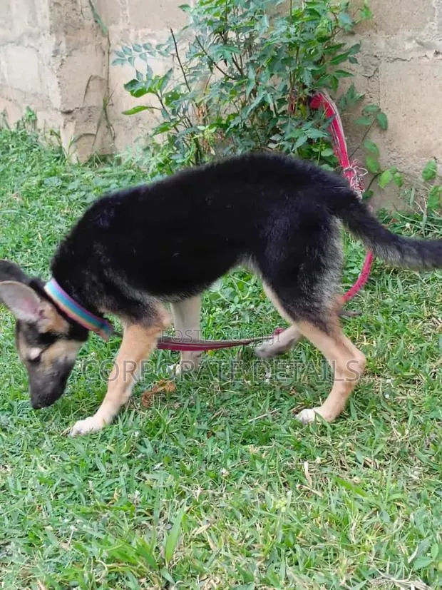 6-12 months Female Purebred German Shepherd · Photo 1