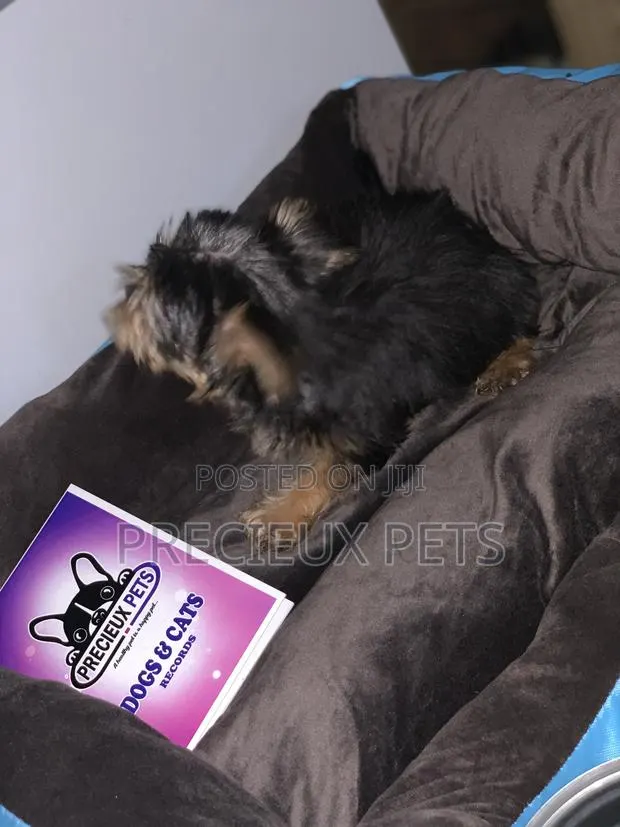1-3 months Male Purebred Yorkshire Terrier · Photo 1