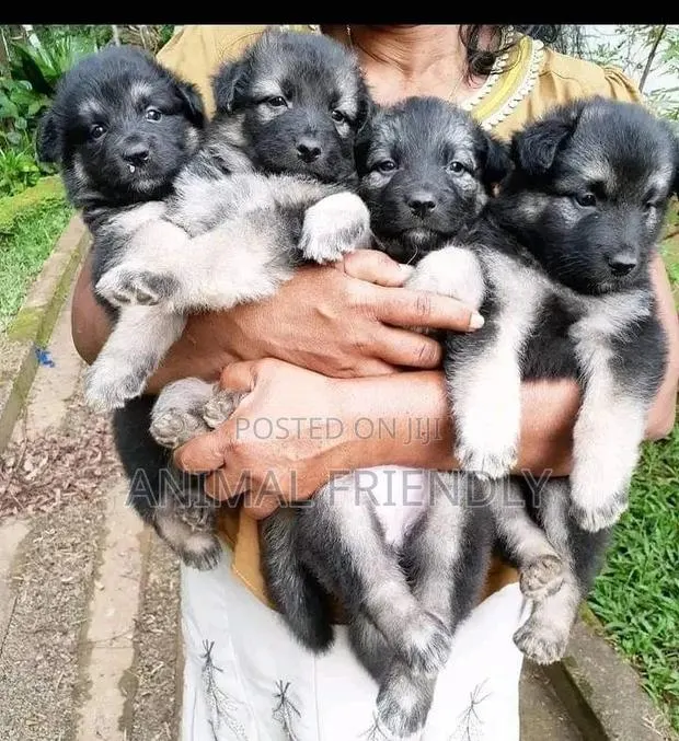 1-3 months Male Purebred Caucasian Shepherd · Photo 1