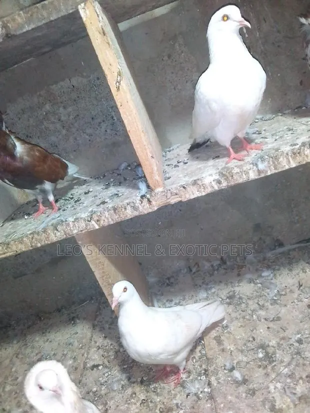 Pure White Pigeons · Photo 1