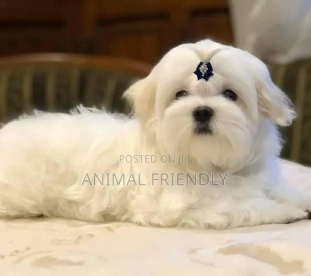 1-3 months Female Purebred Maltese · Photo 1