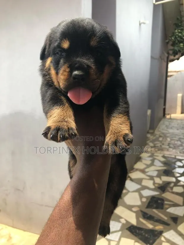 1-3 months Female Purebred Rottweiler · Photo 1