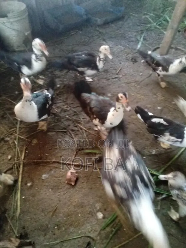 Laying Ducks · Photo 1