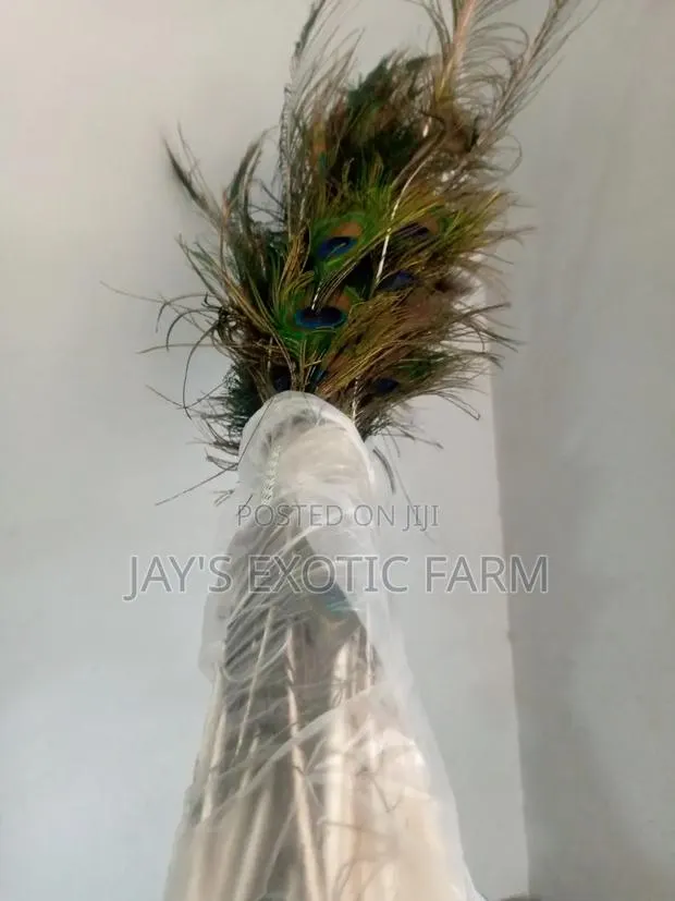 Natural Peacock Features Available · Photo 3