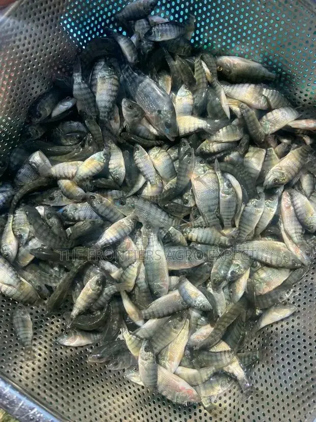 Commercial Tilapia Farming Setup /Training · Photo 1