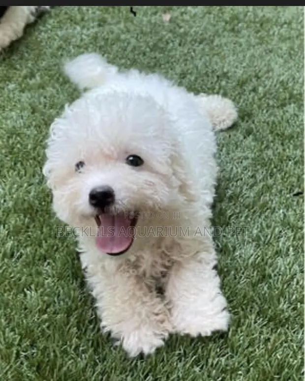 1-3 months Male Purebred Poodle · Photo 1