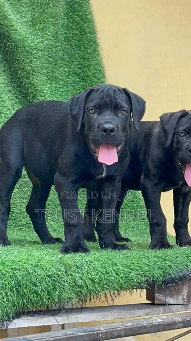 3-6 months Female Purebred Cane Corso · Photo 1